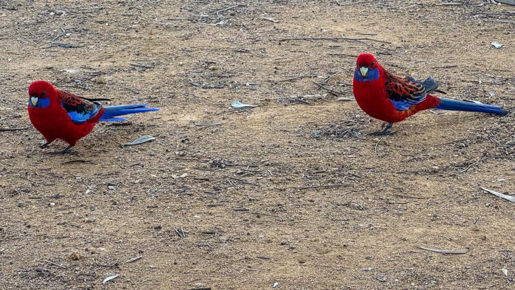 Alivio Tourist Park Canberra 